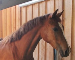 Cavallo Holly Loxten (Cavallo Sportivo Tedesco, 2021, di Halifax van het Kluizebos)