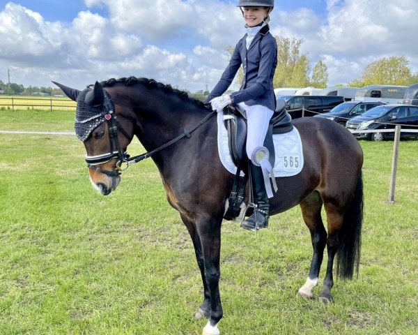 dressage horse Tallulah 4 (German Riding Pony, 2014, from Top Berlin)