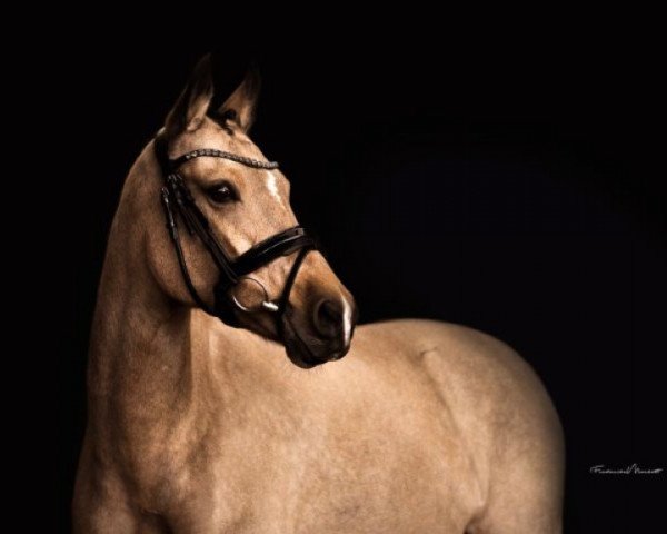 Dressurpferd Crema Catalana (Deutsches Reitpony, 2014, von Countdown RB)