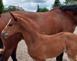 horse Brinkenstee´s Divablue (Oldenburg show jumper, 2022, from Diablue PS)