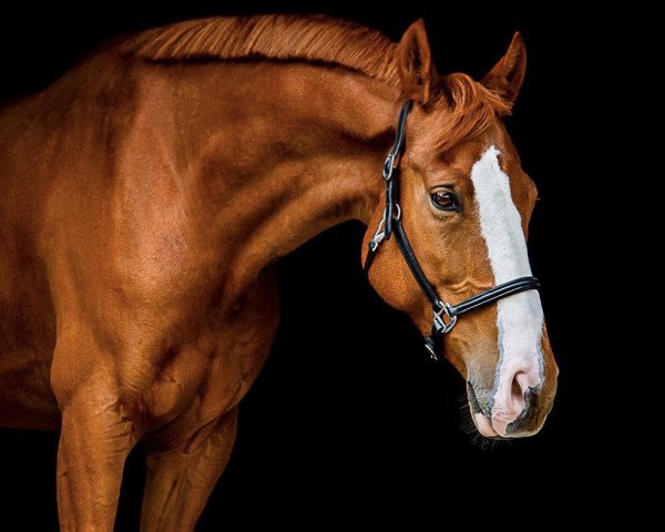 Pferd Arthur (Westfale, 2014, von All At Once)