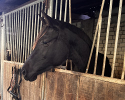 jumper Dia Donna (Hanoverian, 2021, from Diacontinus)