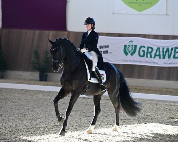 Dressurpferd Zarafin (Oldenburger, 2012, von Zonik)