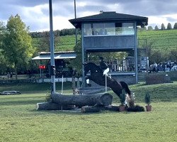 jumper Ieda (Holsteiner, 2016, from Dinken)