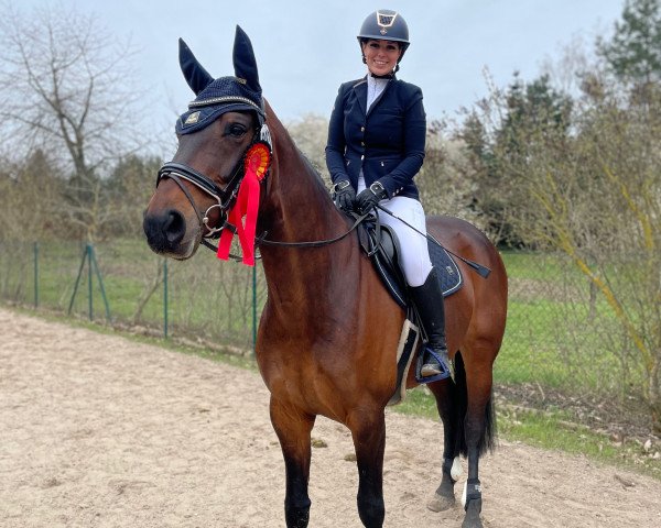 dressage horse Bond Girl R (German Sport Horse, 2011, from Blickpunkt 4)