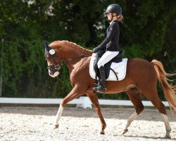 dressage horse Mighty Little Man (unknown, 2018)