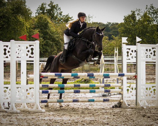 jumper Deichhof's Baloua (Hanoverian, 2018, from Balou du Rouet) jumper Deichhof's Baloua (Hanoverian, 2018, from Balou du Rouet)