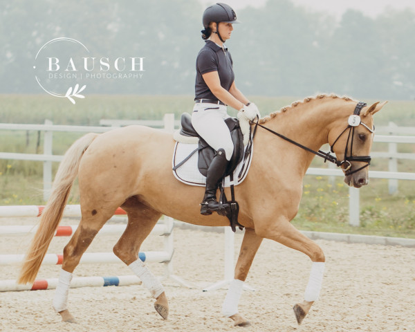 horse Deichhof's Queensberry (Rhinelander, 2018, from Qaside Md)