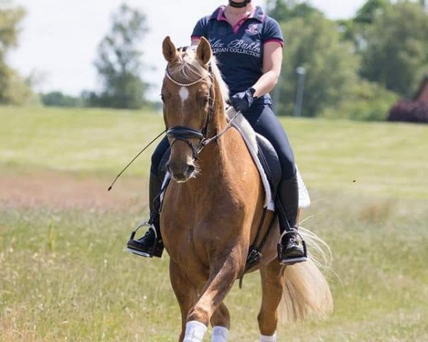 dressage horse Deichhof's Malibu (Rhinelander, 2015, from Magic Memphis)