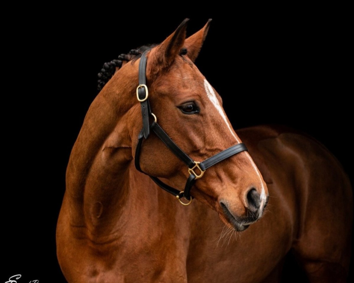 jumper Querida Vom Wellberg (Swiss Warmblood, 2012, from Quite Zero)