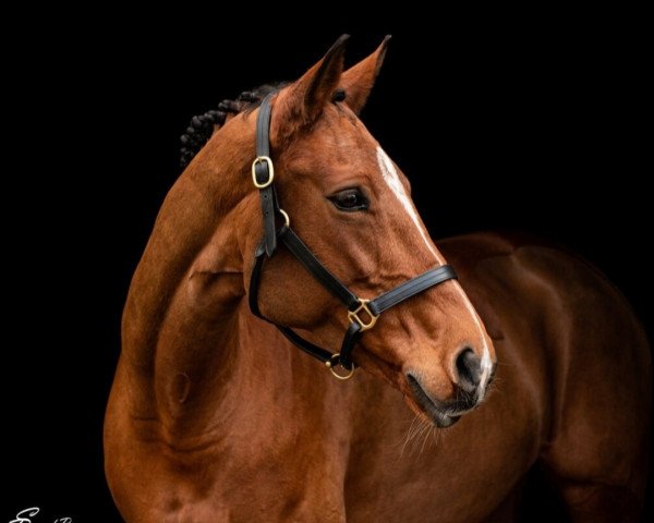 jumper Querida Vom Wellberg (Swiss Warmblood, 2012, from Quite Zero)