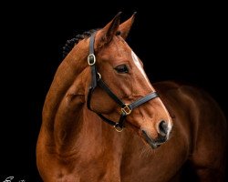 Springpferd Querida Vom Wellberg (Schweizer Warmblut, 2012, von Quite Zero)