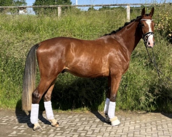 horse Emilio-Mio (Westphalian, 2019, from Escolar)