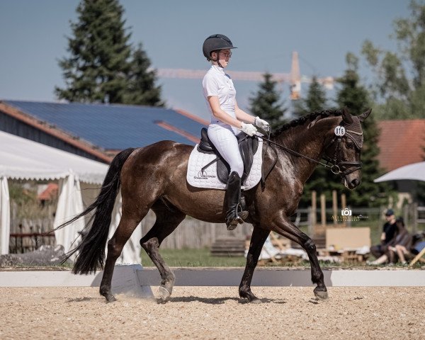 Dressurpferd Diamond's Stripe (Tschechisches Warmblut, 2015, von Diamant) Dressurpferd Diamond's Stripe (Tschechisches Warmblut, 2015, von Diamant)