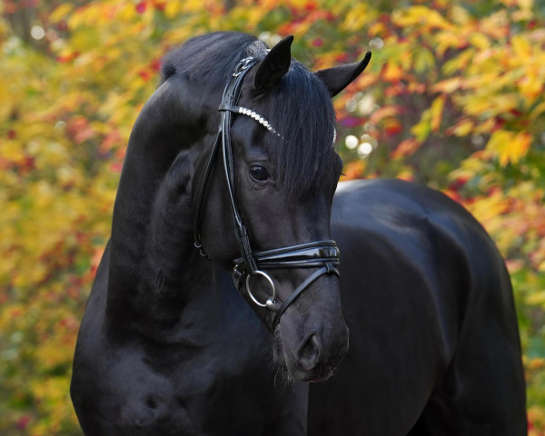 stallion Seattle (Oldenburg, 2021, from So Perfect)