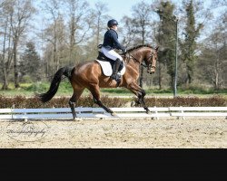 dressage horse Gigolo S. (Hanoverian, 2017, from Gandhi)