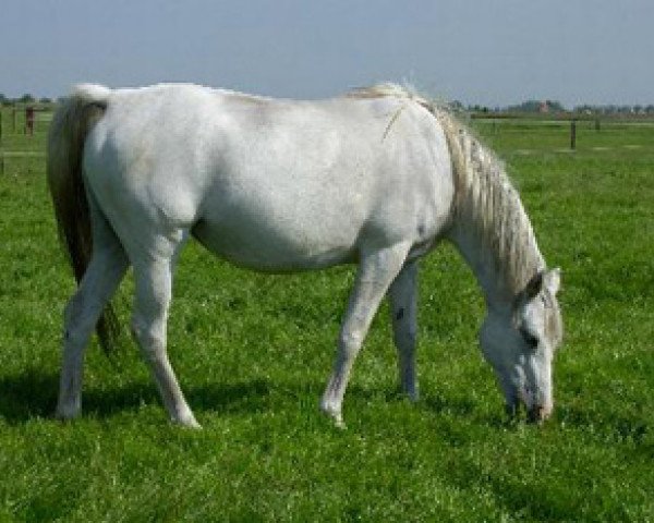 broodmare Sjabrinskaja ox (Arabian purebred, 1989, from Pernod ox)