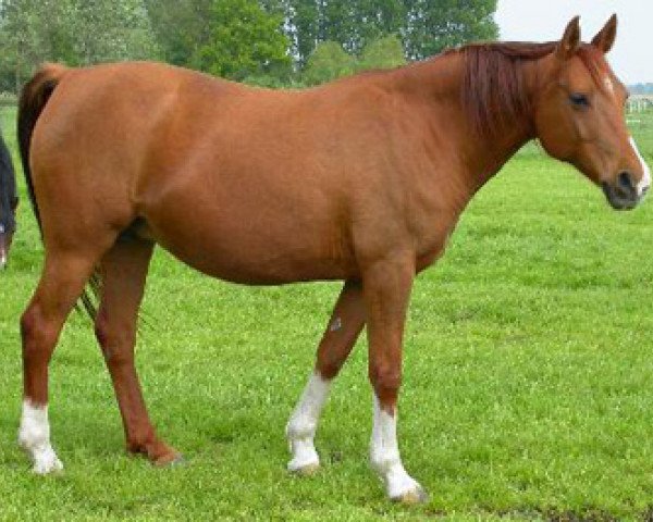 broodmare Sjakoera ox (Arabian purebred, 1990, from Pernod ox)