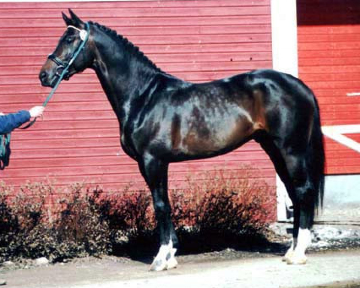 Deckhengst Ra 106 FIN (KWPN (Niederländisches Warmblut), 1998, von Concorde)