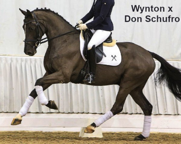 dressage horse Wyndigo (Hanoverian, 2012, from Wynton)