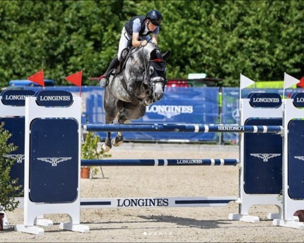 jumper Contarini 4 (Hanoverian, 2016, from Cornet's Boy RM)