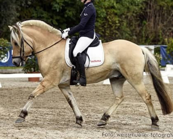 jumper Danilo (Fjord Horse, 2013, from Damar)