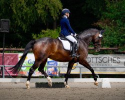 dressage horse Zoom‘s Zafir (Westphalian, 2018, from Zoom)