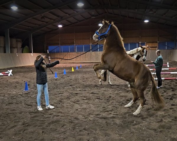Pferd Sophienhöhs Casper (Deutsches Reitpony, 2005, von Colonel)