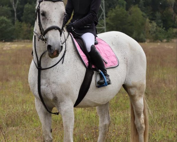 jumper S-Coleen (German Sport Horse, 2006, from Carpalo) jumper S-Coleen (German Sport Horse, 2006, from Carpalo)