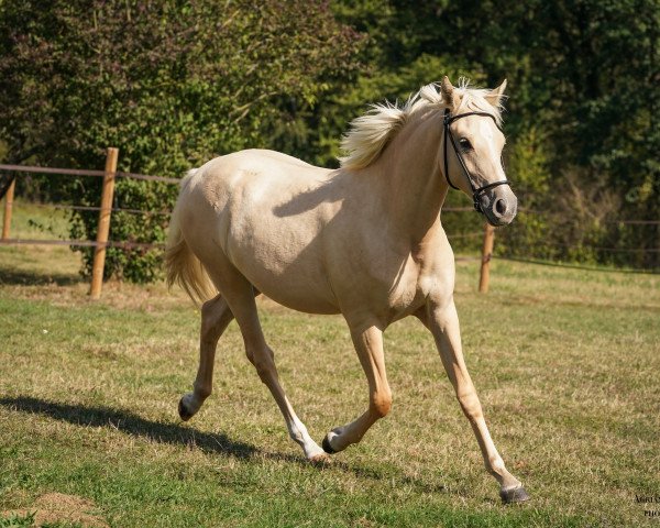 Pferd Miss Dior du Valchêne (Deutsches Reitpony, 2022, von Gold Edition D)