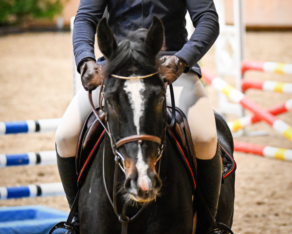horse Spencer van de Heihoek (Belgian Warmblood, 2018, from Maestro vd Bisschop)