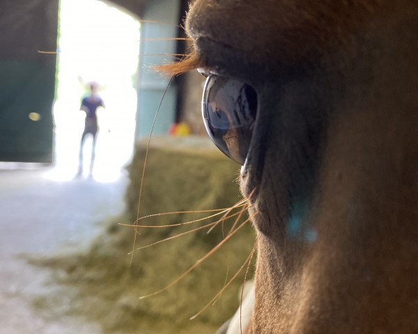 dressage horse Dreamboy 54 (Hanoverian, 2010, from Desperados FRH)