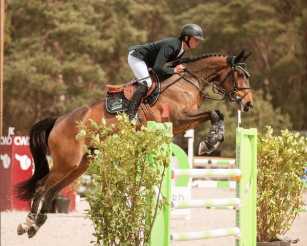 broodmare Gamine D'Oscine (Selle Français, 2016, from Kannan)