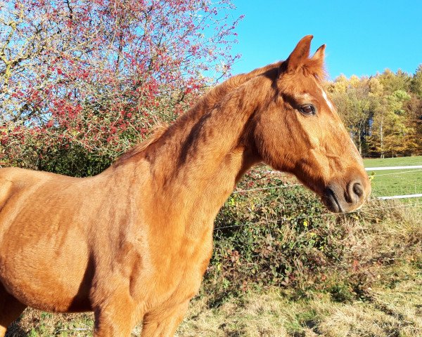 dressage horse Karusch (Württemberger, 1990, from Korporal)
