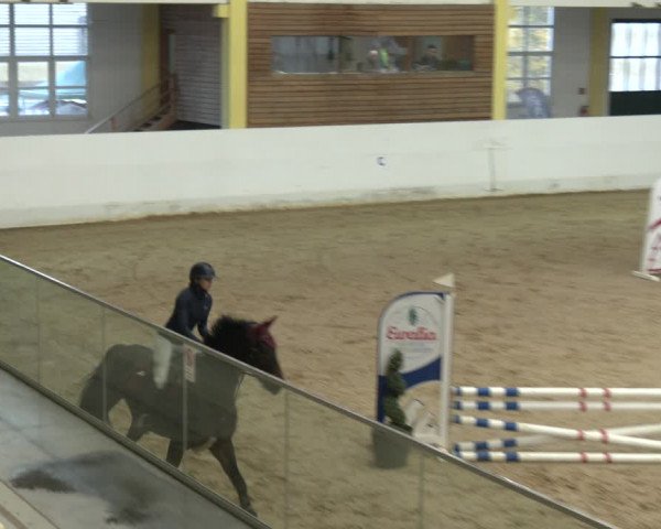 Springturnier Stadl-Paura 2023