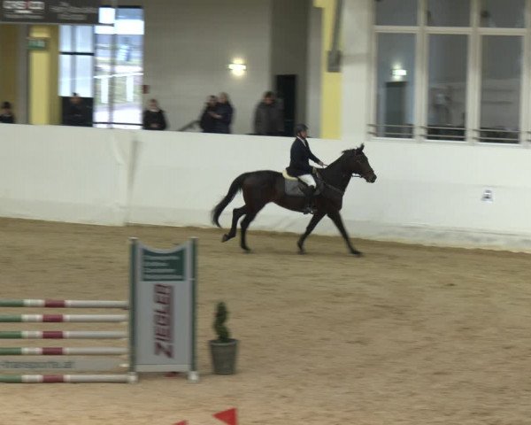 Springturnier Stadl-Paura 2023