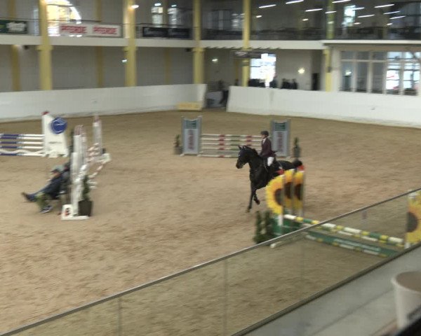 Springturnier Stadl-Paura 2023
