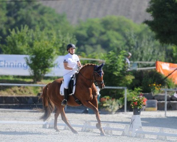 Springpferd Camelot of Wales (Westfale, 2005, von Contini)