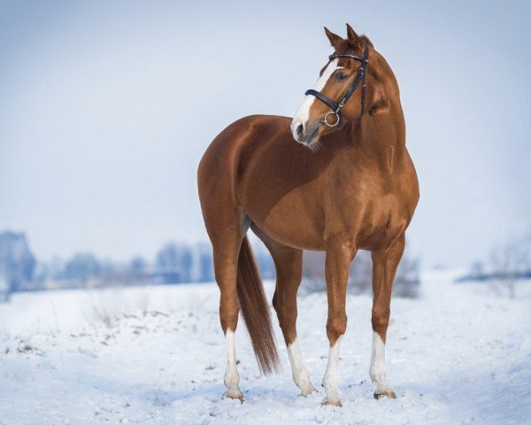 Pferd Waterloo (Deutsches Sportpferd, 2009, von Werenfels)