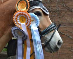 dressage horse Nero 584 (Haflinger, 2018, from Nebeltanz)