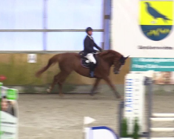 Reitturnier Großenwiehe 2023