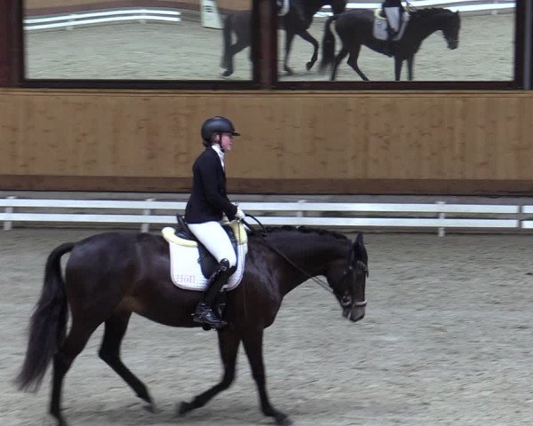 Reitturnier Hamburg-Friedrichshulde/Sylva Kuhrt 2023