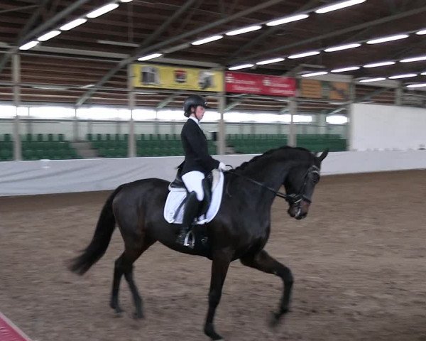 Reitturnier Zweibrücken-Landgestüt / Halle 2023
