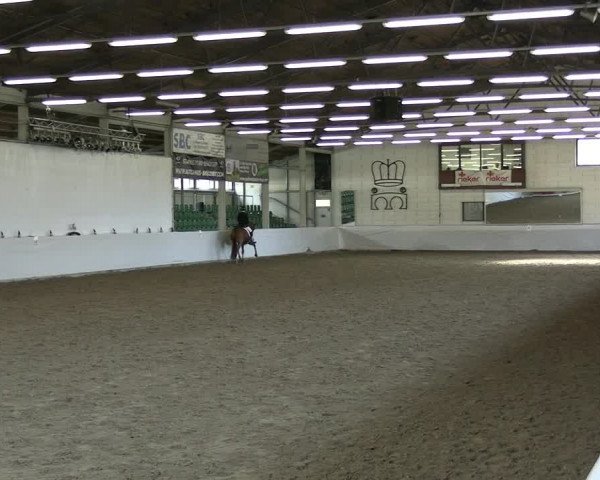Reitturnier Zweibrücken-Landgestüt / Halle 2023
