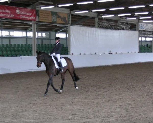 Reitturnier Zweibrücken-Landgestüt / Halle 2023