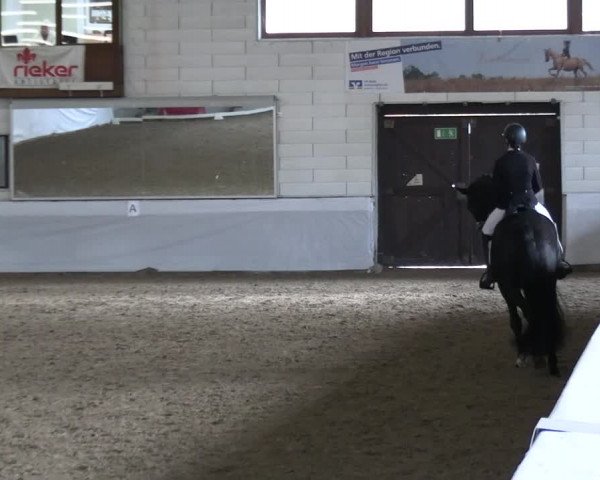 Reitturnier Zweibrücken-Landgestüt / Halle 2023