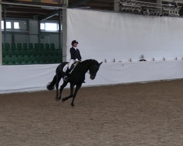 Reitturnier Zweibrücken-Landgestüt / Halle 2023