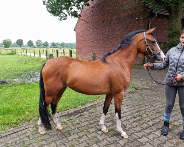 broodmare Beauty Virginia TH (German Riding Pony, 2021, from Big Star Tf)