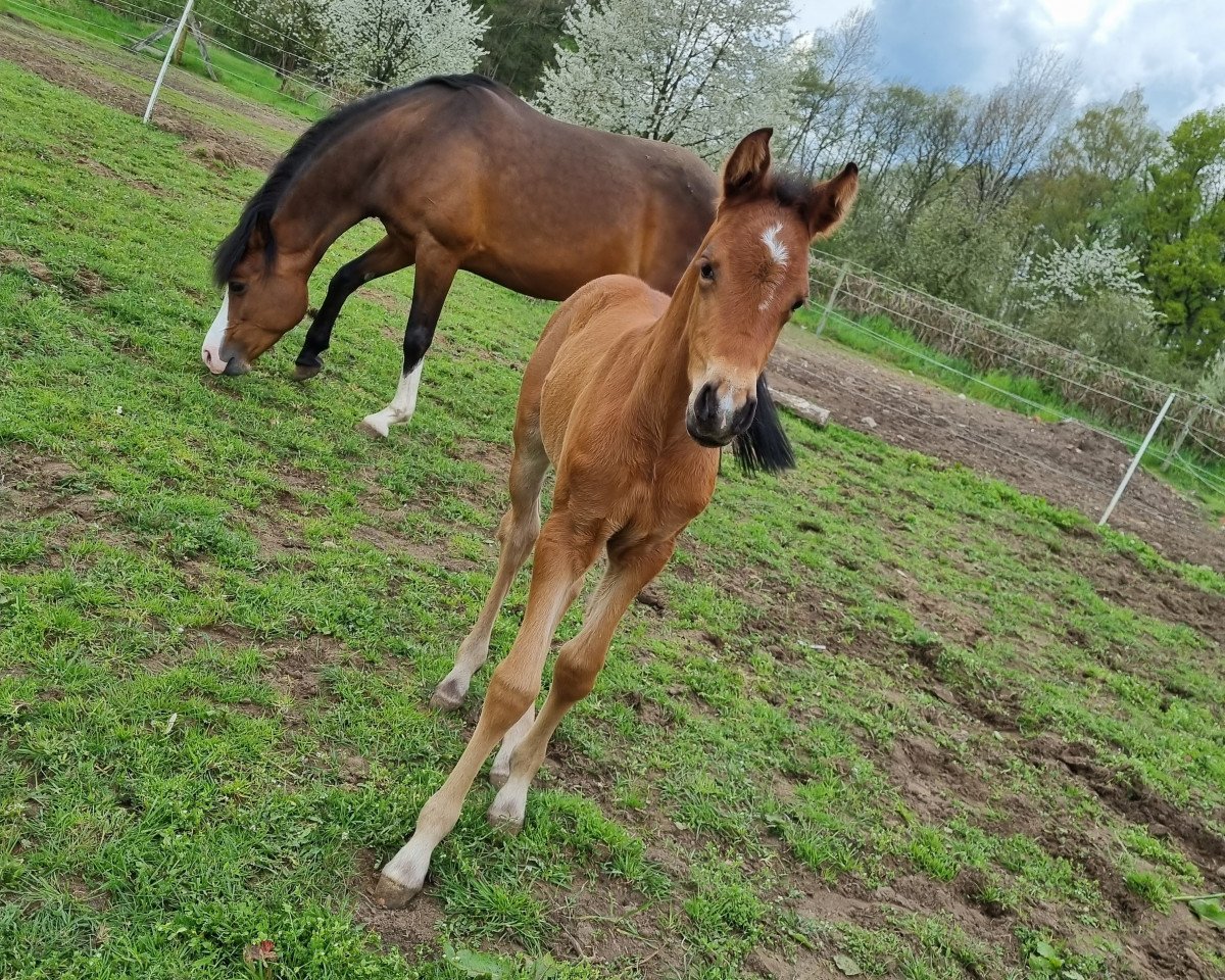 broodmare Bella Cocolina TH (German Riding Pony, 2023, from Big Star Tf)