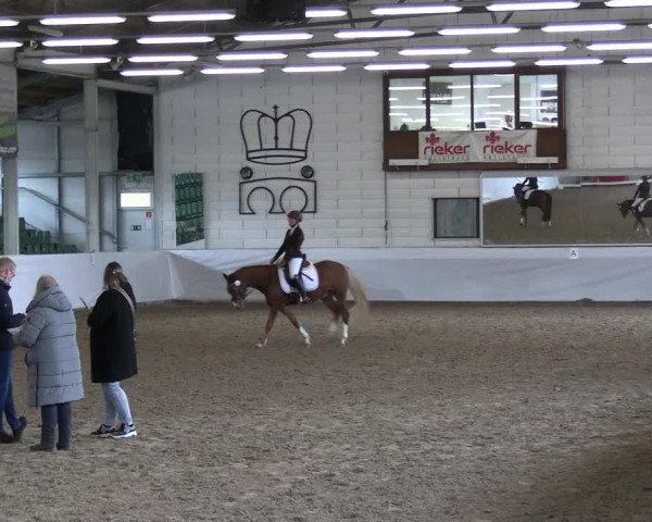 Reitturnier Zweibrücken-Landgestüt / Halle 2023